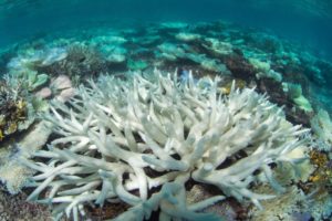 ‘Chasing Coral,’ award-winning documentary with UGA ties, coming to Athens