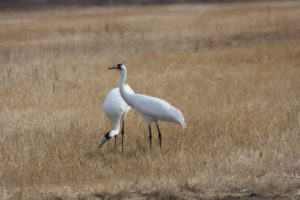Childhood sweethearts: Most whooping cranes pair up long before breeding age