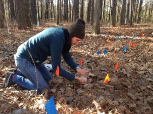 Restoring the floodplain: Odum students use science to fight invasive species along the Middle Oconee River