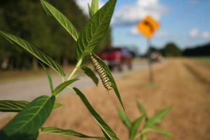 Caterpillar ‘road rage’ could affect migration: Highway noise can lead to stress for monarch butterfly caterpillars