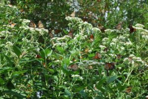 Migrating monarch butterflies that mix with year-round residents have higher rates of parasite infection
