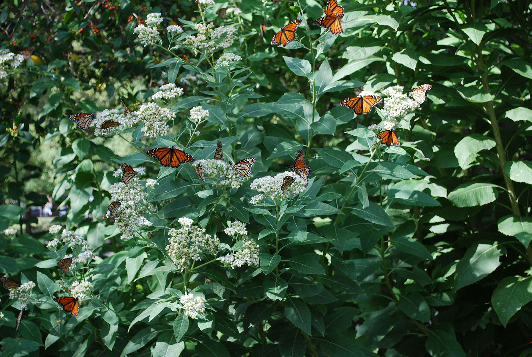 Migratory monarch butterflies gorging themselves on frostweed nectar on their way to Mexico; Texas State Fair (Dallas, TX); fall 2014