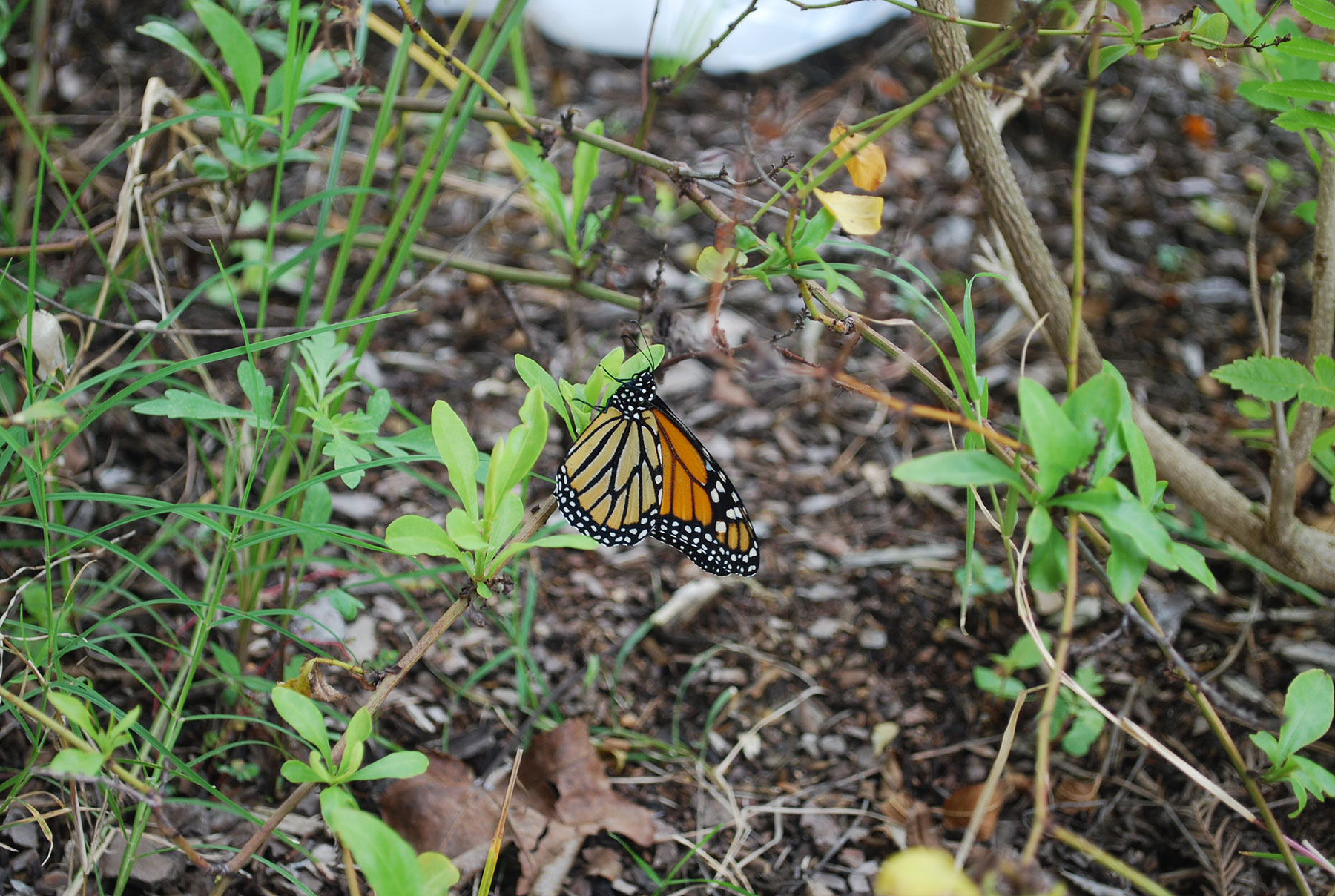 Monarch butterfly laying egg on tropical milkweed plant; Houston, TX; fall 2014