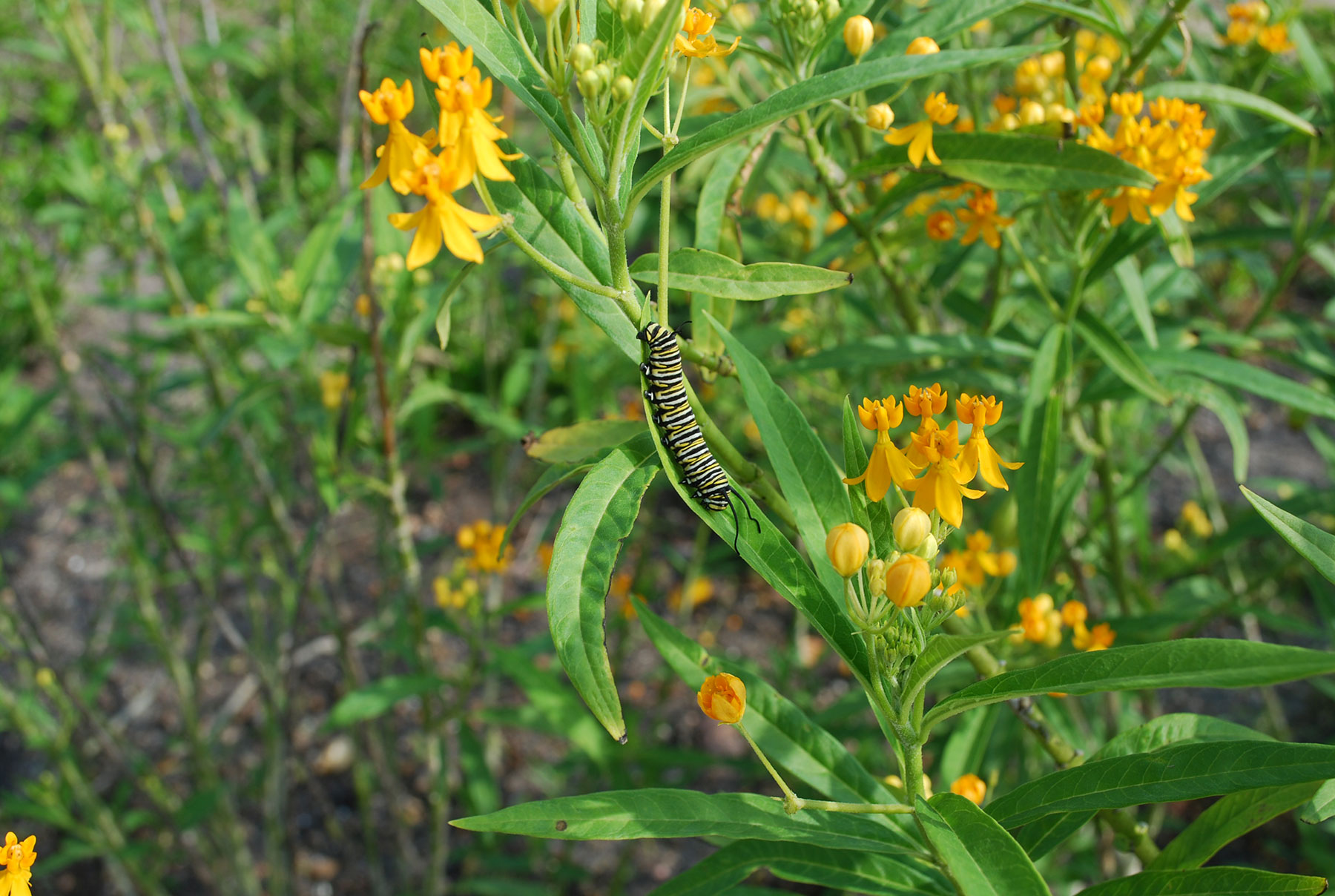 Resident monarch caterpillar on tropical milkweed