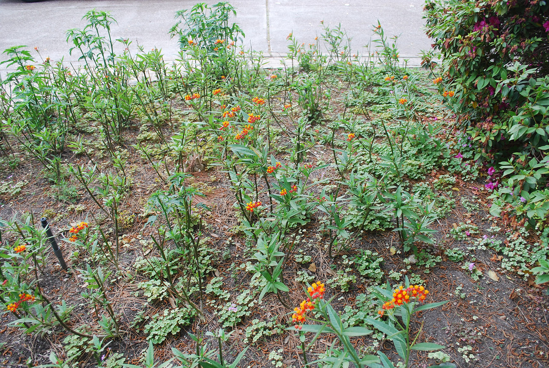 Field site in Houston, TX with tropical milkweed garden; migrant and resident monarchs share habitat here