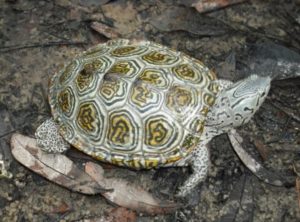 Turtle Species Decline May Impact Environments Worldwide