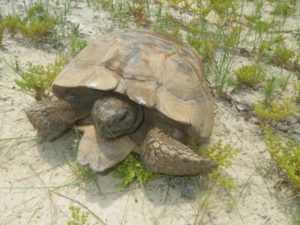 Giving tortoises a ‘head start’