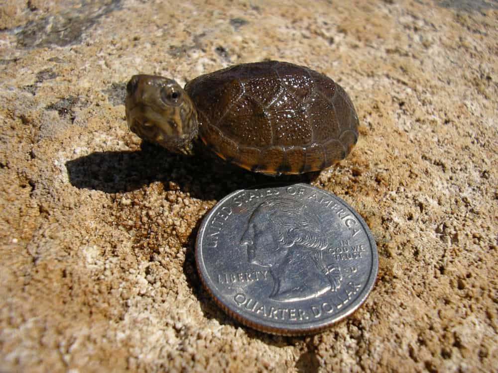 Hatchling Sonora mud turtle. Photo: Jeffrey Lovich, USGS