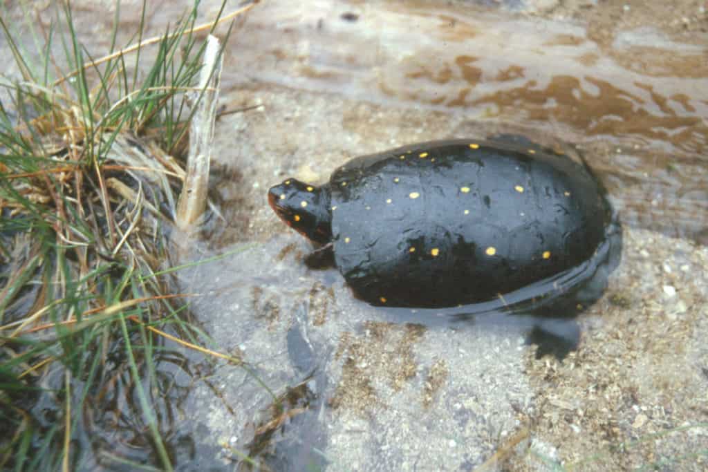 Spotted turtle. Photo: Jeffrey Lovich, USGS