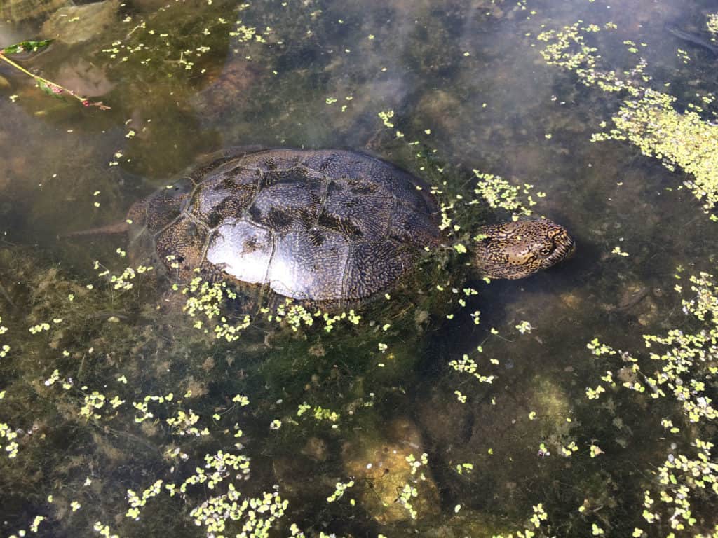 Western pond turtle. Photo: Jeffrey Lovich, USGS