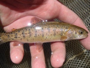 lahontan cutthroat trout Archives - Odum School of Ecology