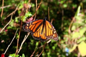 Davis discusses monarch butterflies on Living Lab Radio