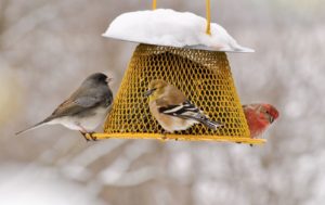Bird feeding influences nature–and people