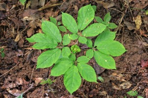 Ginseng in decline in the eastern United States