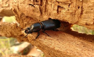 The sicker the better: Parasites help their beetle hosts function more effectively