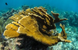 Long-term Data Reveals Pollution’s Toll on Coral Reefs