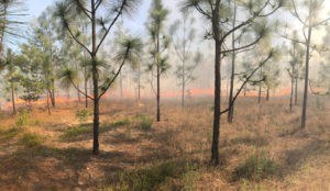 Study reveals an unexpected role of fire in longleaf pine forests