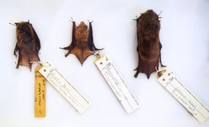 Bats play a vital role in the ecosystem