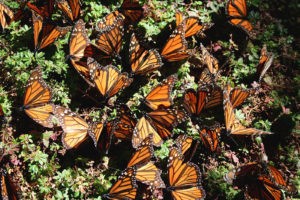 What Is Really Killing Monarch Butterflies?
