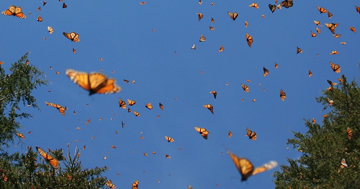 Odum School of Ecology - Butterflies raised in captivity fare worse ...