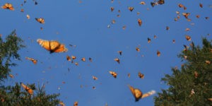 Butterflies raised in captivity fare worse than wild counterparts
