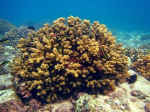 Coral reefs show “ecological memory” and resilience to rising temperatures