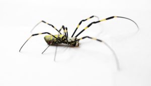 Like it or not, Joro spiders are here to stay