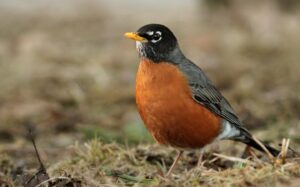Alumni News: Study identifies bird species that could spread Lyme disease