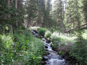 Nutrients a larger factor than temperature in Colorado mountain stream ecosystems, study finds