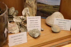 Exhibit highlights GMNH bivalve collection