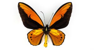 The Birdwing Butterflies of Papua New Guinea Featured in New Natural History Exhibit