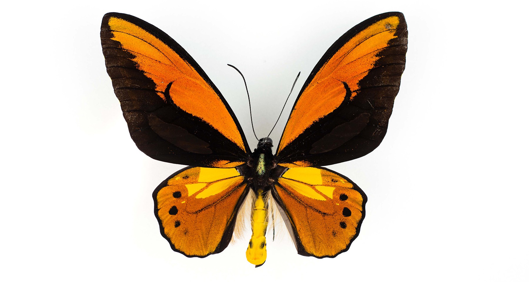 Odum School of Ecology - The Birdwing Butterflies of Papua New Guinea ...