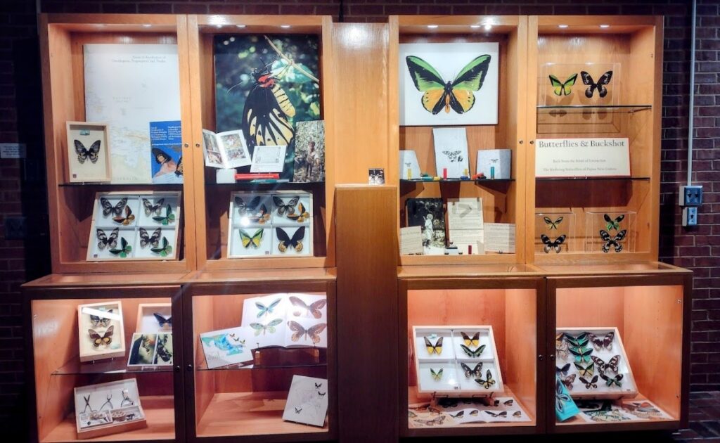 Birdwing Butterflies of Papua New Guinea exhibit in the Ecology lobby display cases. Photo: Sonia Altizer.