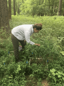 UGA Partnerships Yield Tangible Results in Fighting Floodplain Invasive Species