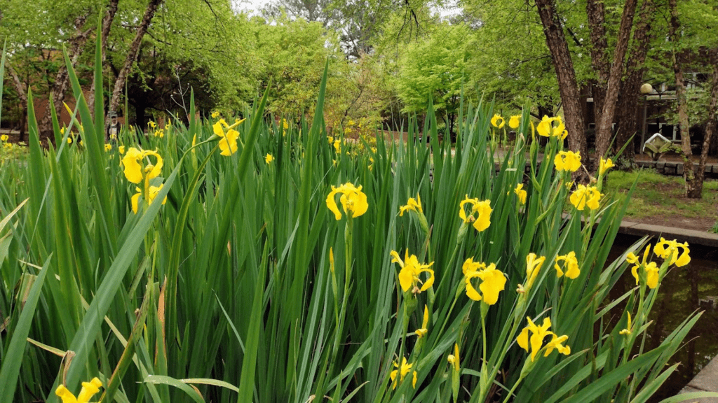 Yellow irises growing in the Mary Kahrs Warnell Garden turtle pond in front of the Ecology building.
