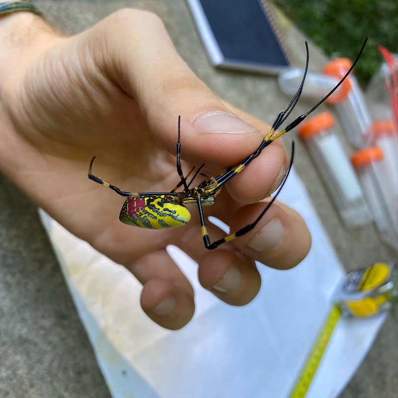 As part of an undergraduate ecology research project, Odum student Benjamin Frick holds a Joro spider. Photo: Benjamin Frick.