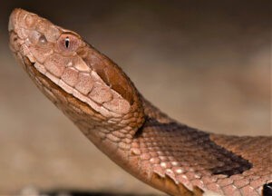 Snake Island vipers: predator or prey?