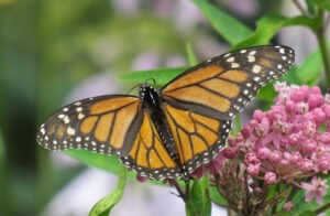 Monarchs’ white spots aid migration