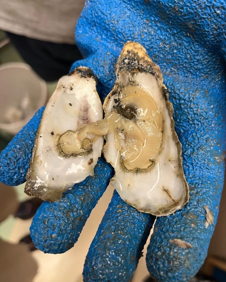 Odum School of Ecology Inside oyster disease epidemic