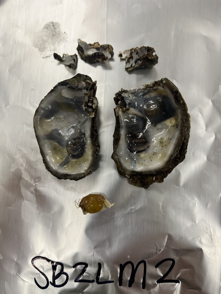 Infected oysters. 