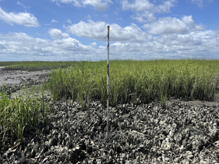 Odum School of Ecology Inside oyster disease epidemic