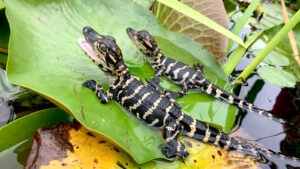 Temperature-dependent sex determination in alligators linked to survival, UGA research suggests