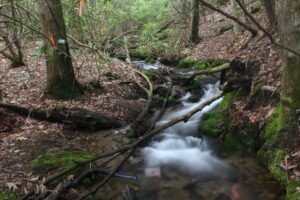 Nutrient pollution reduces nutrient retention services of streams, new research shows