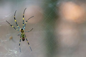 Joro spiders well poised to populate cities