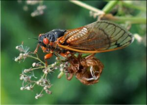 Nature at work: are these cicadas magicians or mathematicians?