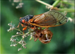 Nature at work: Are these cicadas magicians or mathematicians?