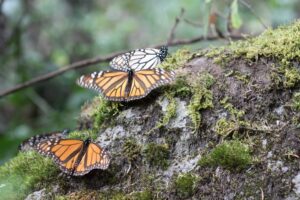 Monarchs’ journey north: How you can help boost their numbers