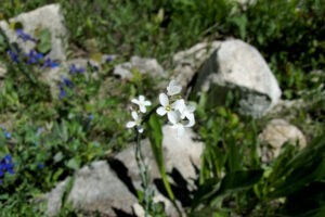 Study reveals even common plants are threatened by climate change