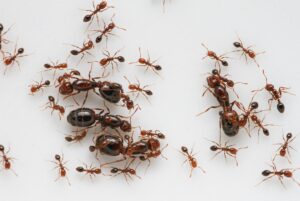 A minority can influence whole group to change, study finds
