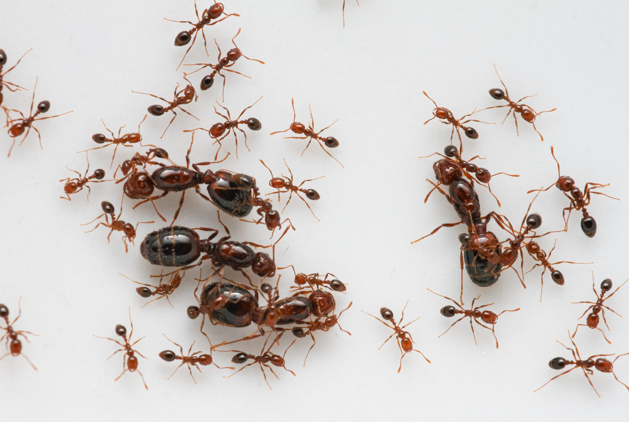少数派が集団全体を変える可能性:行動変容に関する研究(A minority can influence a whole group to change, study finds)